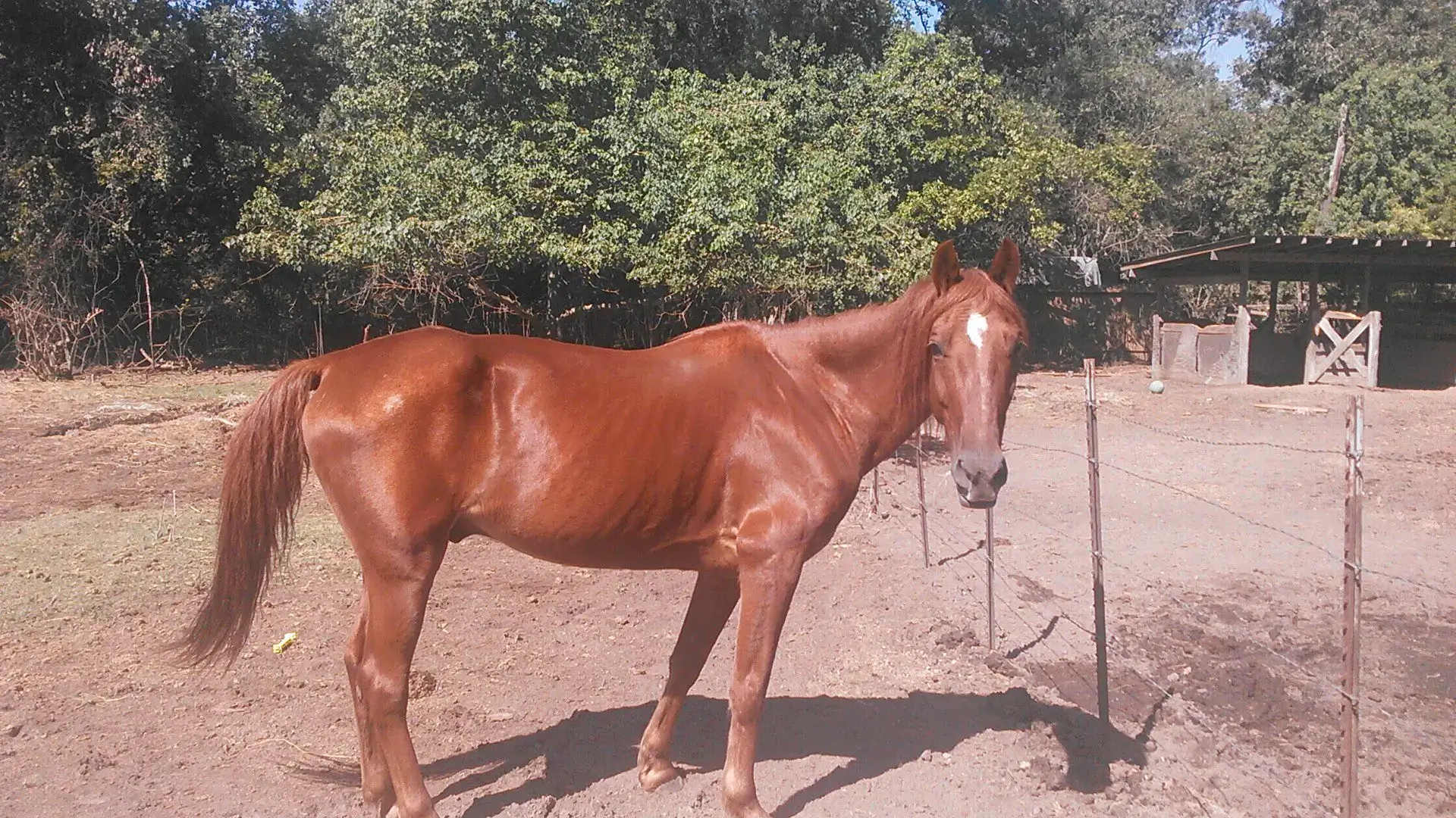 Chestnut horse standing in fenced paddock